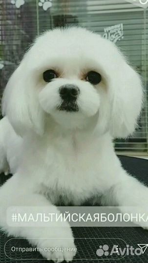 Стрижка кошек и собак