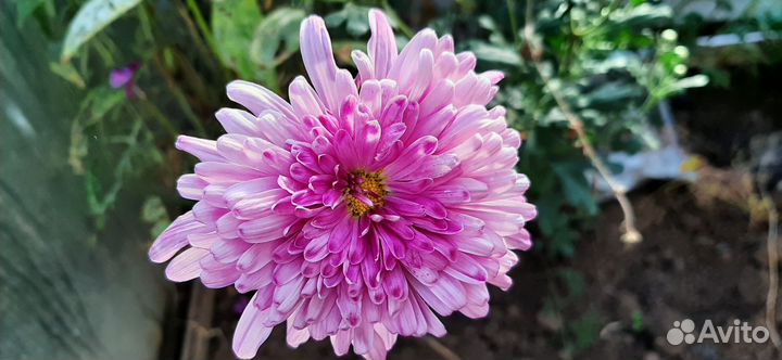 Хризантемы