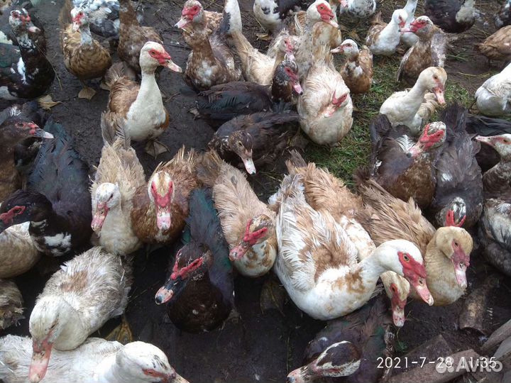 Мускусные утки