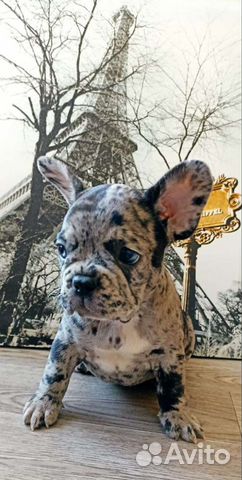 Супер щенок французский бульдог