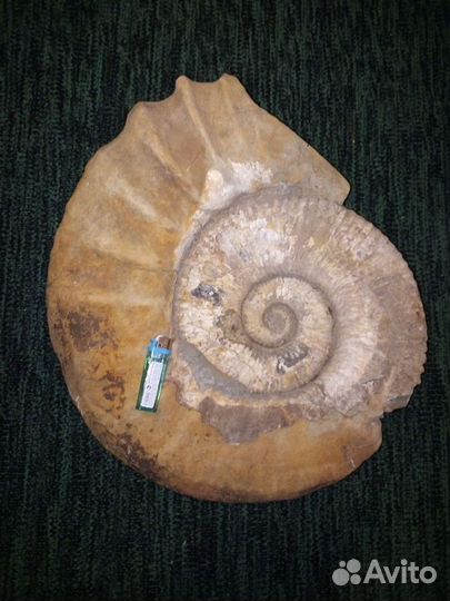 Окаменелости аммониты