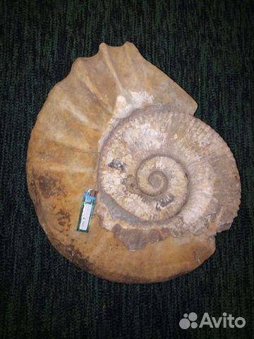 Окаменелости аммониты