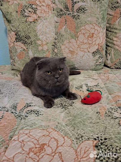 Кот шотландский