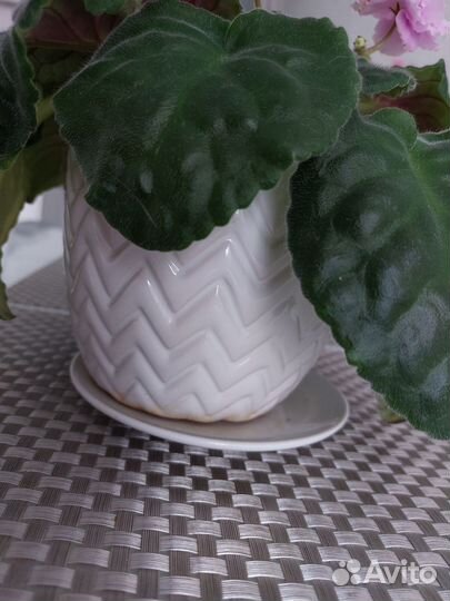 Фиала цветущая в горшке