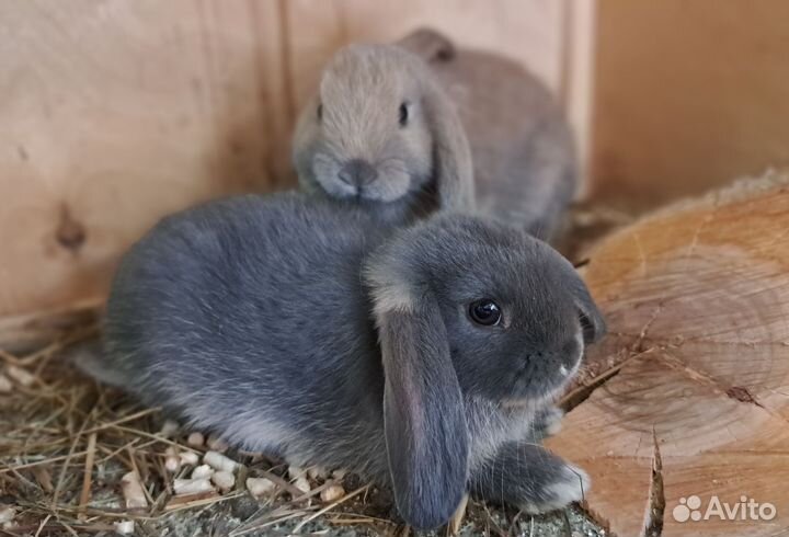 Кролики декоративные вислоухие бараны