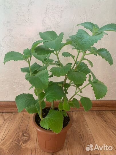 Мята (комнатная)