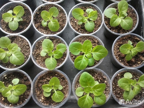 Цветы петунии рассада