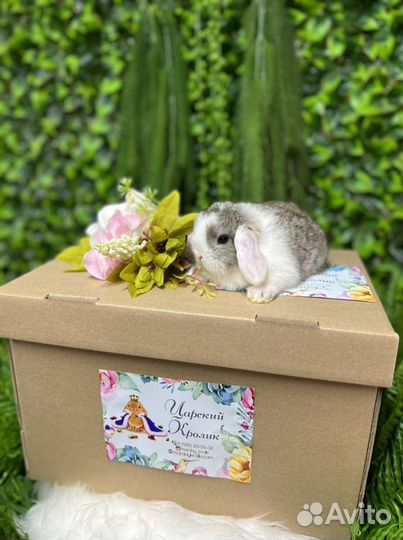 Ручные, ласковые кролики