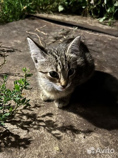 Отдам котят в добрые руки