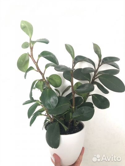 Пеперомия туполистная