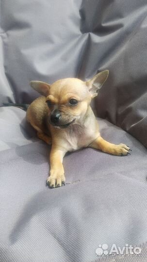 Той-терьер щенки