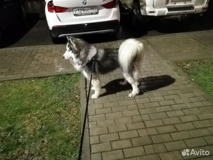 Сибирский хаски вязка