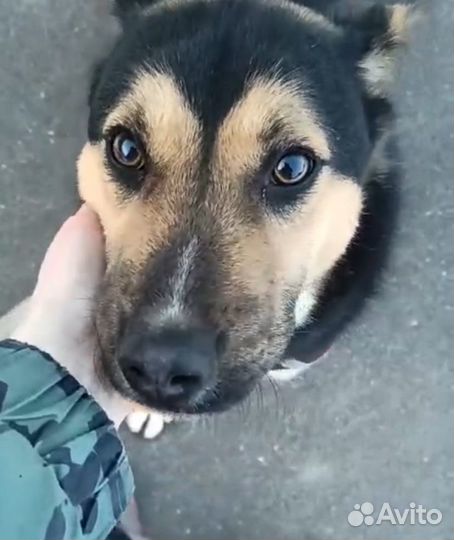 Спасите Рона