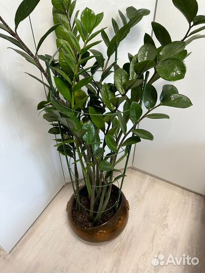 Замиокулькас (долларовое дерево)