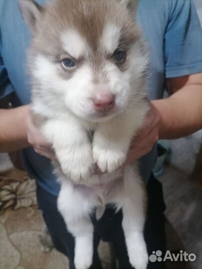 Сибирский хаски