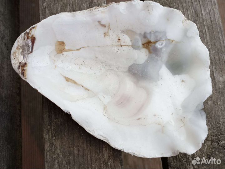 Ракушка статуэтка