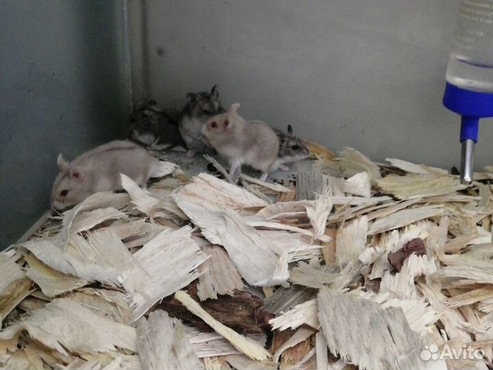 Джунгарские хомячки