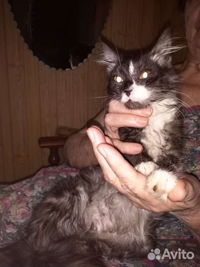 Кошка в дар бесплатно