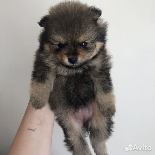 Померанский шпиц мини