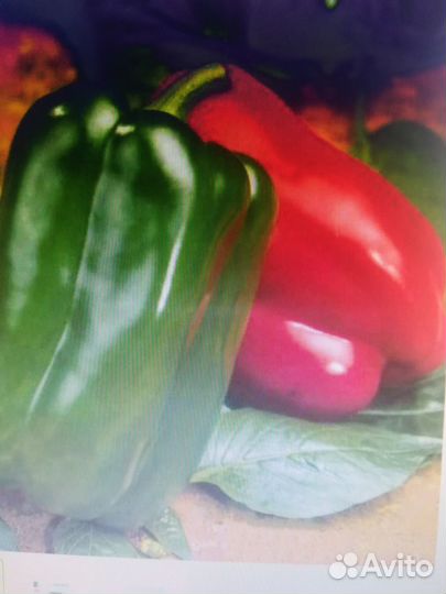 Рассада помидоров и перца