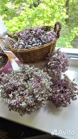 Каллизия розовая пантера