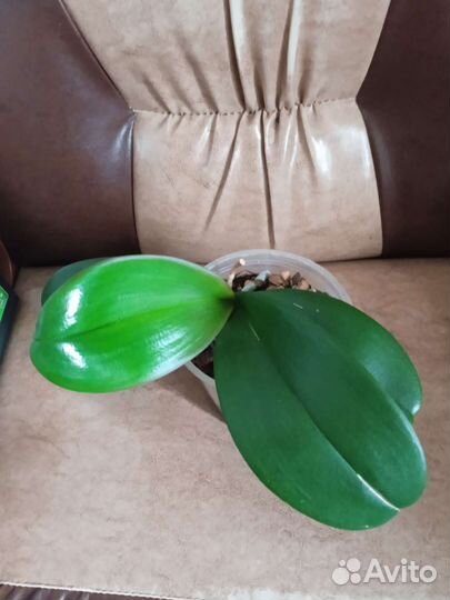 Орхидея фаленопсис OX Honey или Сорренто