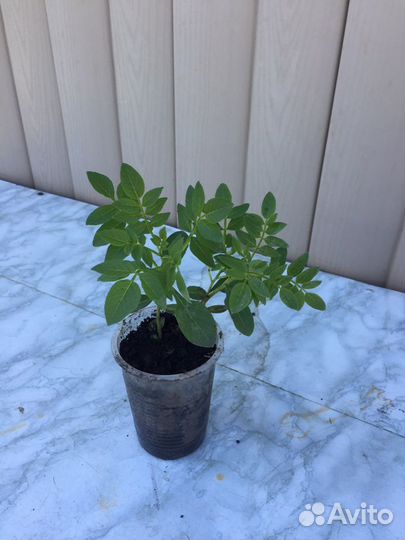 Саженцы ясенца (неопалимая купина)