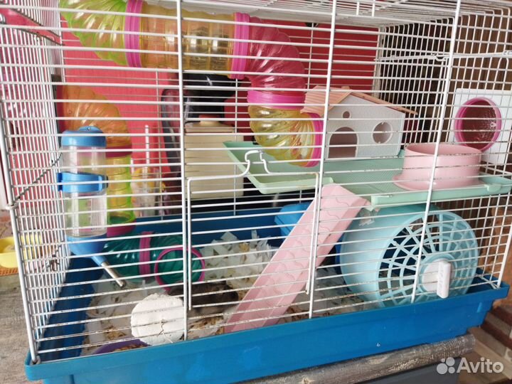 Джунгарские хомяки с клеткой