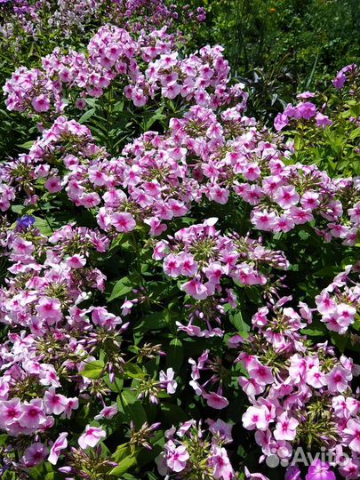 Флоксы многолетние