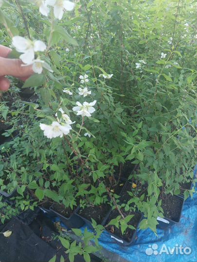 Чубушник Лемуана Эректус (жасмин садовый)