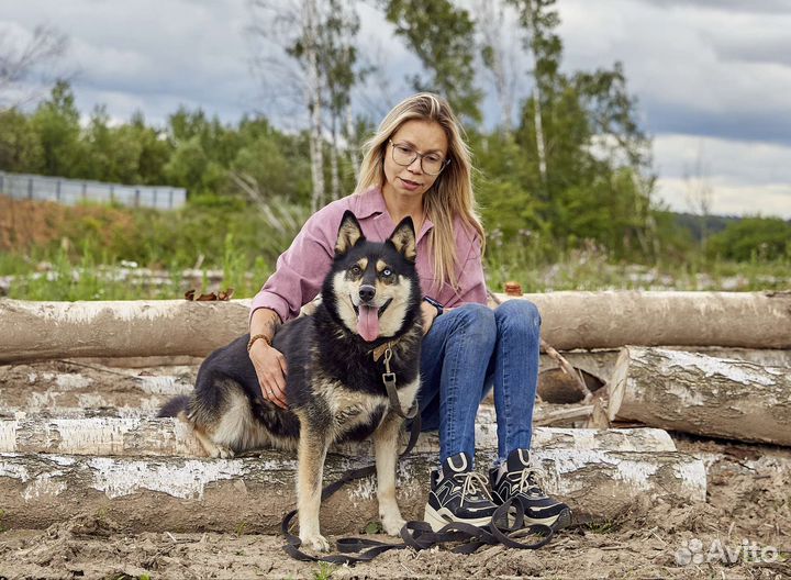 Симка, метис хаски, в дар