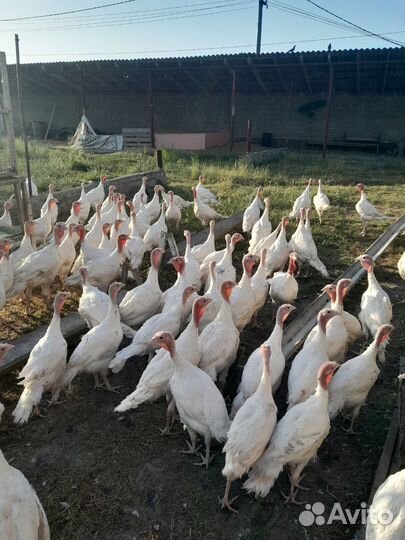 Домашняя птица индюк