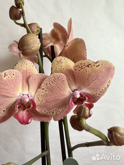 Орхидея фаленопсис