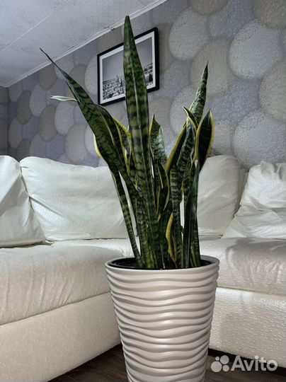 Сансевиерия