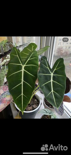 Alocasia micholitziana