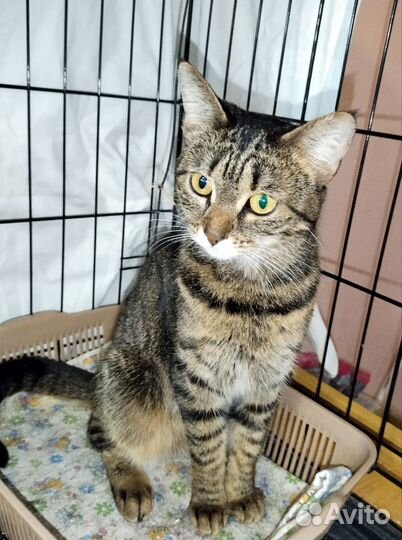 Кошечка Зося