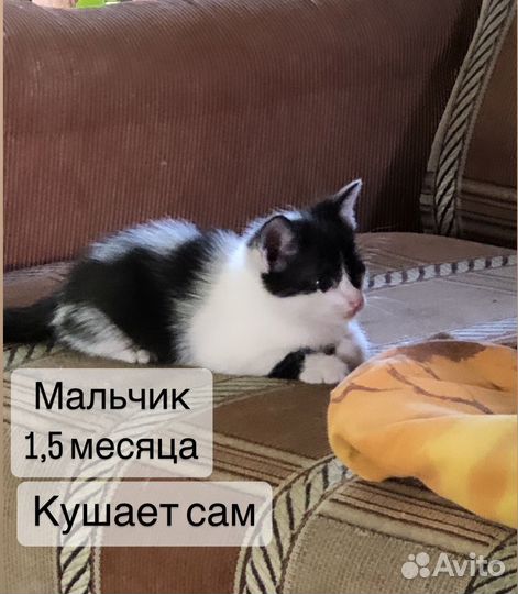 Котик