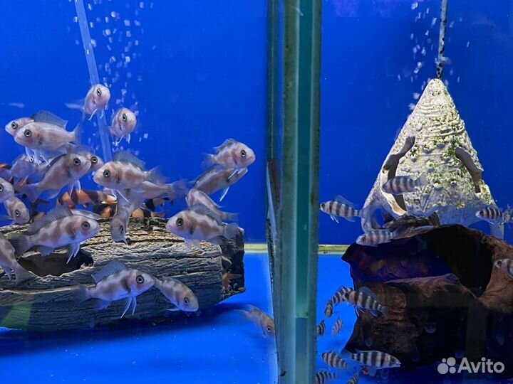 Фронтоза блю заир,черная вдова