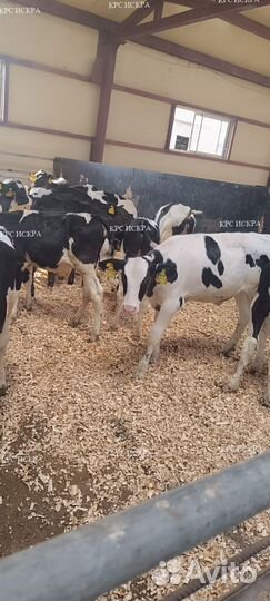 Бычки холмогоры, телки голштины