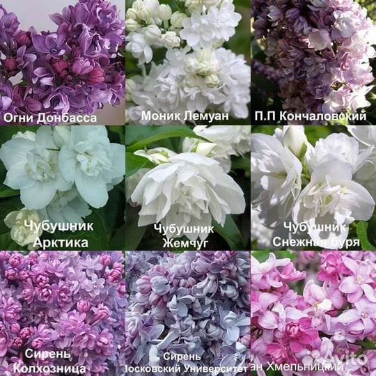 Чубушник и сирень махровая