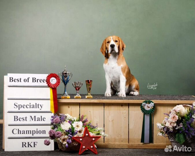 Бигль вязка