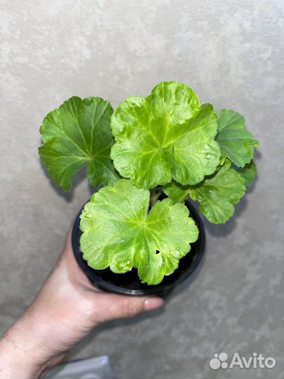 Пеларгония Rococo