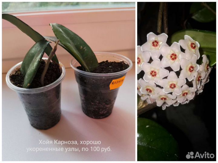 Кактусы,толстянка, сансевиерии, стапеллия