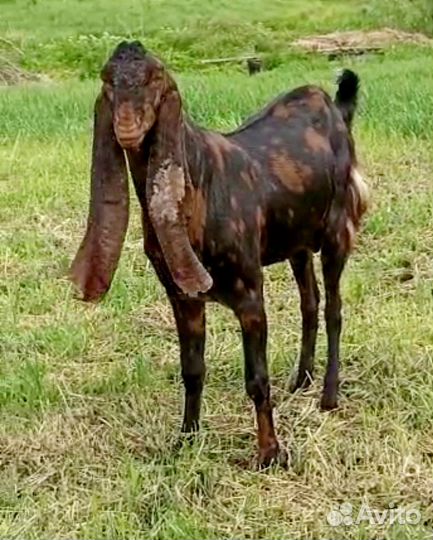 Козы нубийские крытые