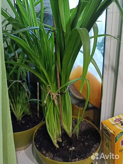 Растения спатифилиум,традисканция,хлорофитум