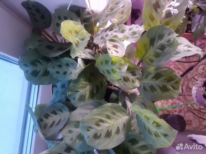 Комнатные цветы маранта