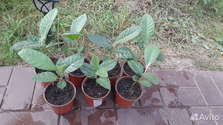 Мушмула саженцы