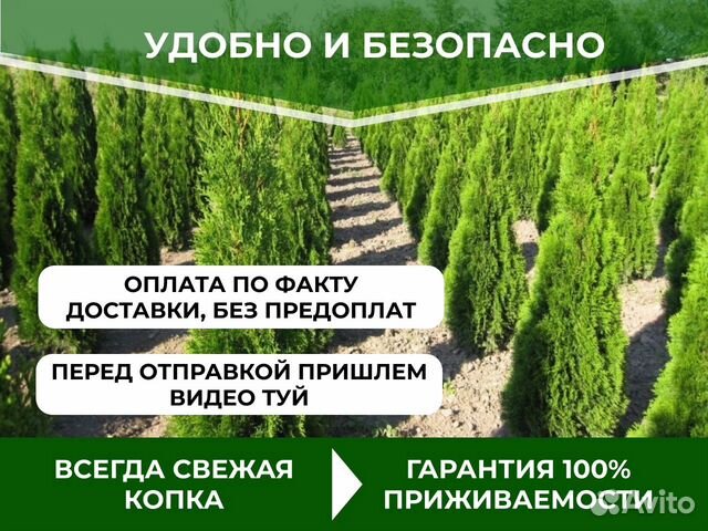 Туи оптом без посредников