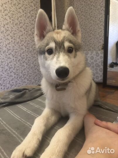 Передержка/Стрижка