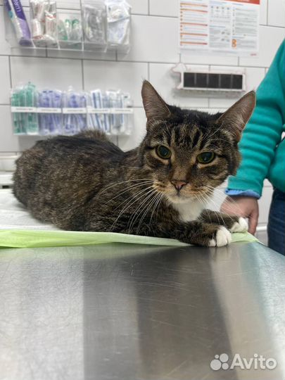 Котоситтер /котоняня с выполнением вет.назначений